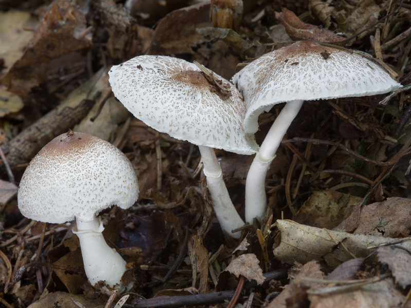 Leucoagaricus gauguei